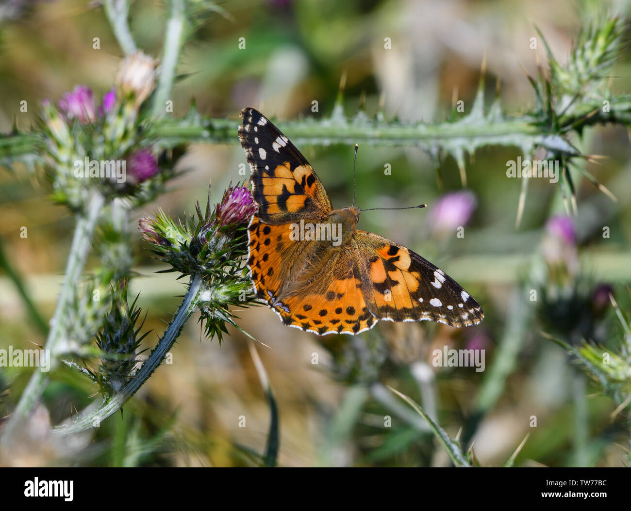 'Painted Lady' Butterfly (Vanessa annabella) foraging on wild flowers. California, USA. Stock Photo