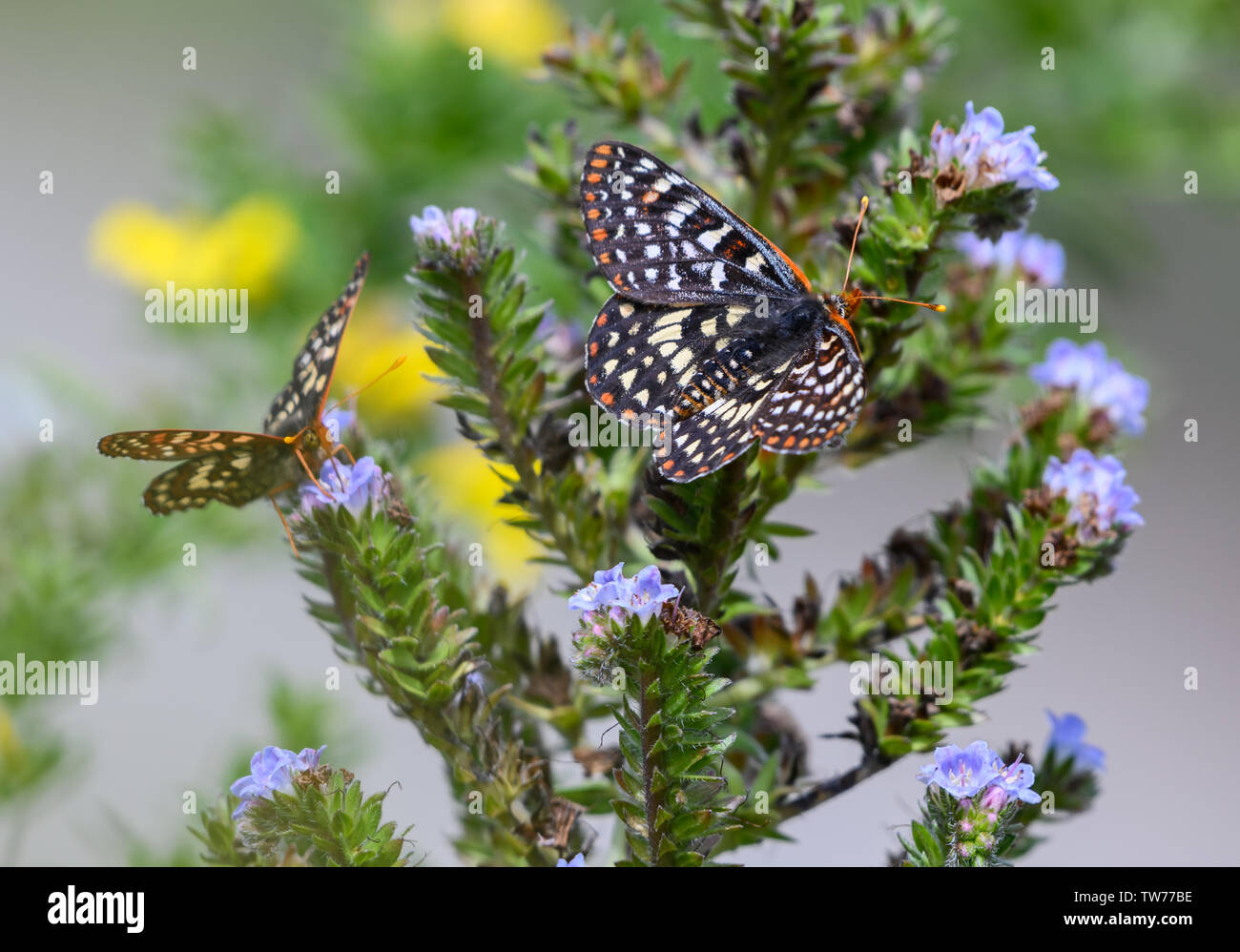 Variable Checkerspot butterfly (Euphydryas chalcedona) foraging on wild flowers. California, USA. Stock Photo