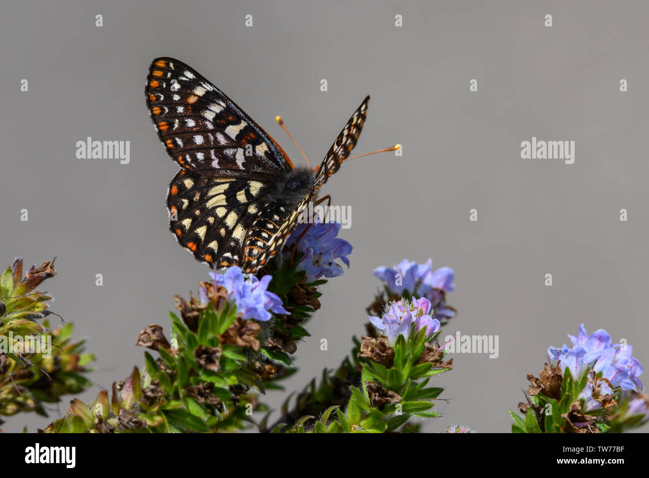 Variable Checkerspot butterfly (Euphydryas chalcedona) foraging on wild flowers. California, USA. Stock Photo