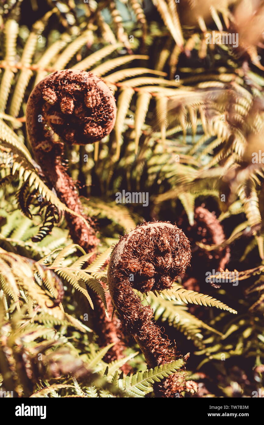 Close up image of New Zealand Tree Fern Koru unfurling Stock Photo