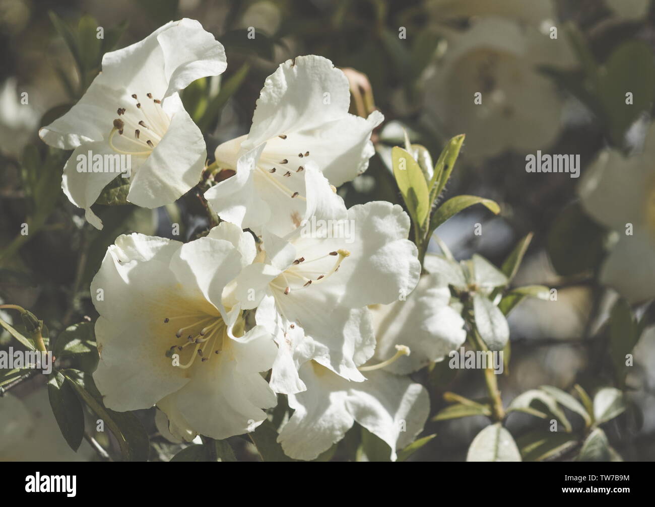 Background image of white azalea flowers Stock Photo - Alamy