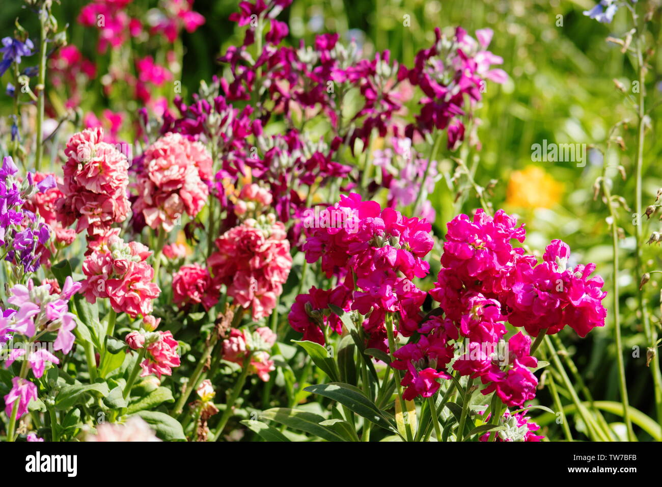Matthiola incana, known as hoary stock, is a species of flowering plant in the genus Matthiola. Stock Photo