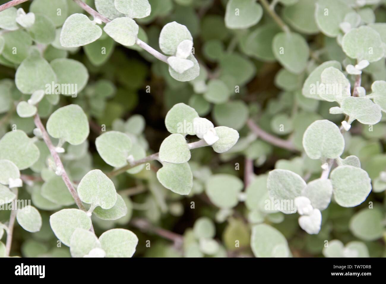 Helichrysum petiolare or white licorice plant Stock Photo