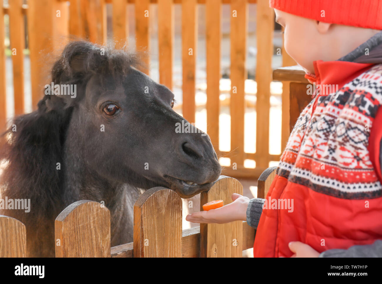 Cute little boy feeding pony in zoo Stock Photo - Alamy