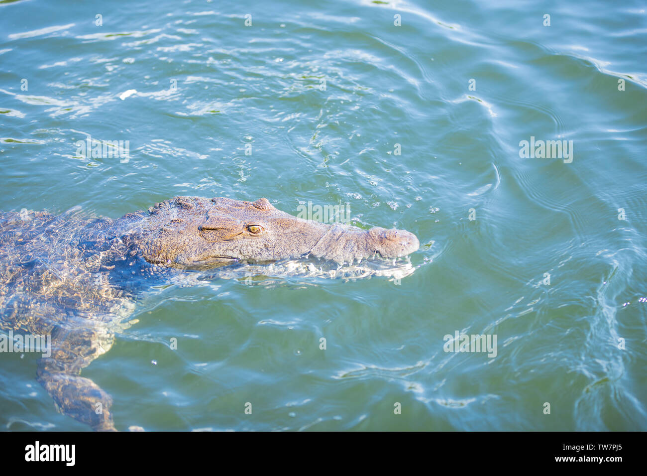 Crocodile swimming in the marsh Stock Photo