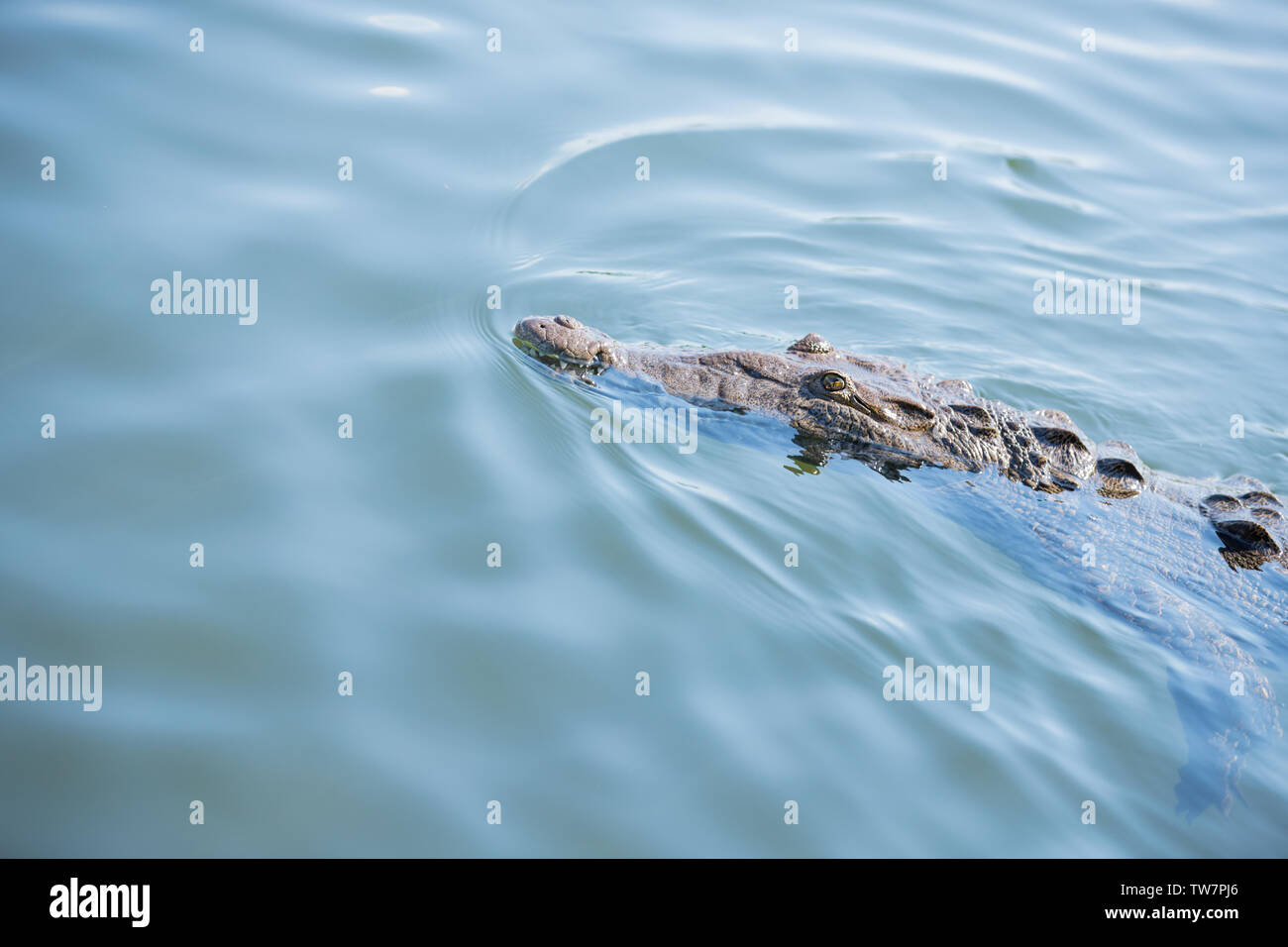 Crocodile swimming in the marsh with nose sticking up Stock Photo