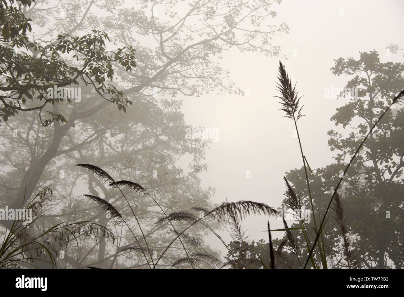 Trees and elephant grass in morning fog, Chitwan National Park, Nepal Stock Photo