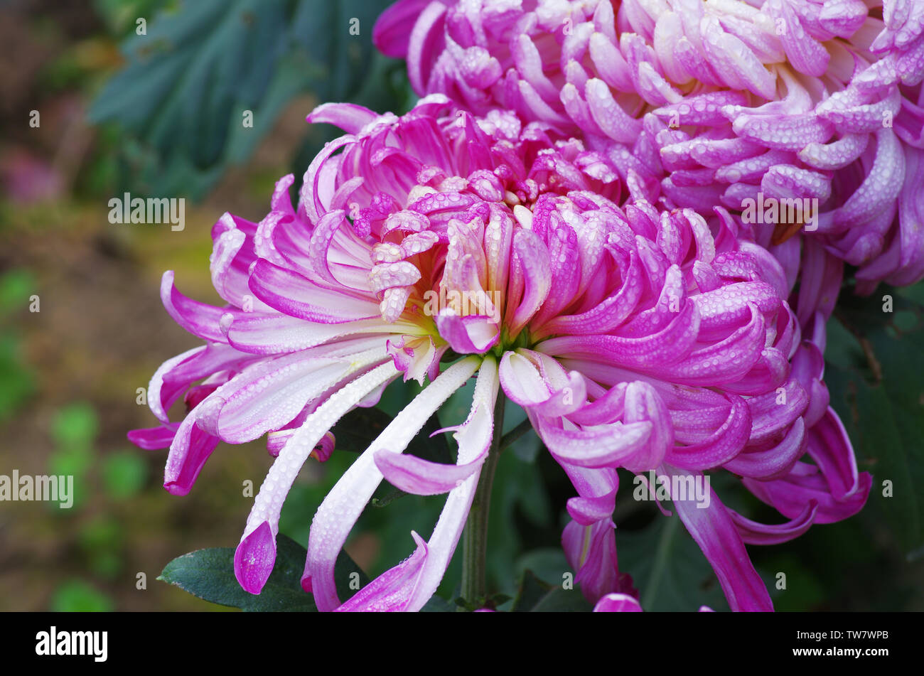 Planting chrysanthemum water hi-res stock photography and images - Alamy
