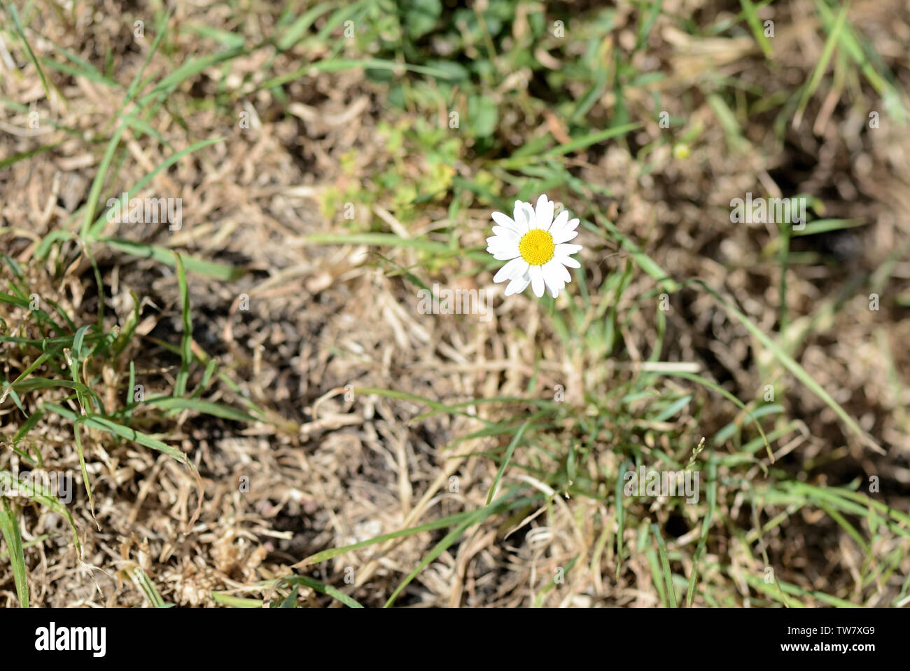 Chamomile flower on summer lawn close up Stock Photo