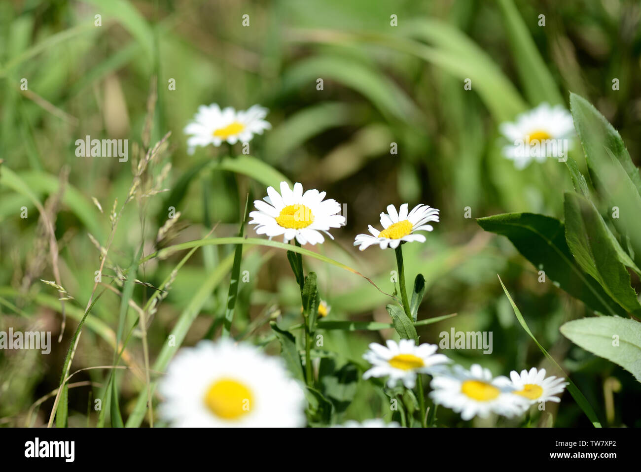 Chamomile flowers on summer lawn close up Stock Photo