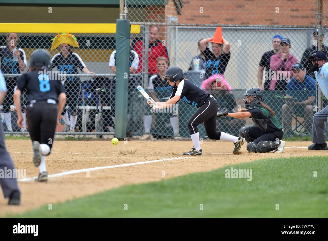 Batter getting down a bunt to squeeze in the runner who was advancing down the baseline. USA. Stock Photo