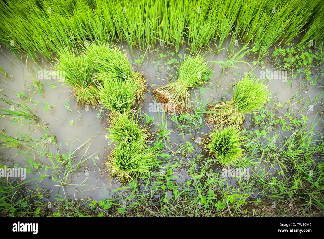 Seedlings of rice to plant in the farmland prepared for cultivation ...