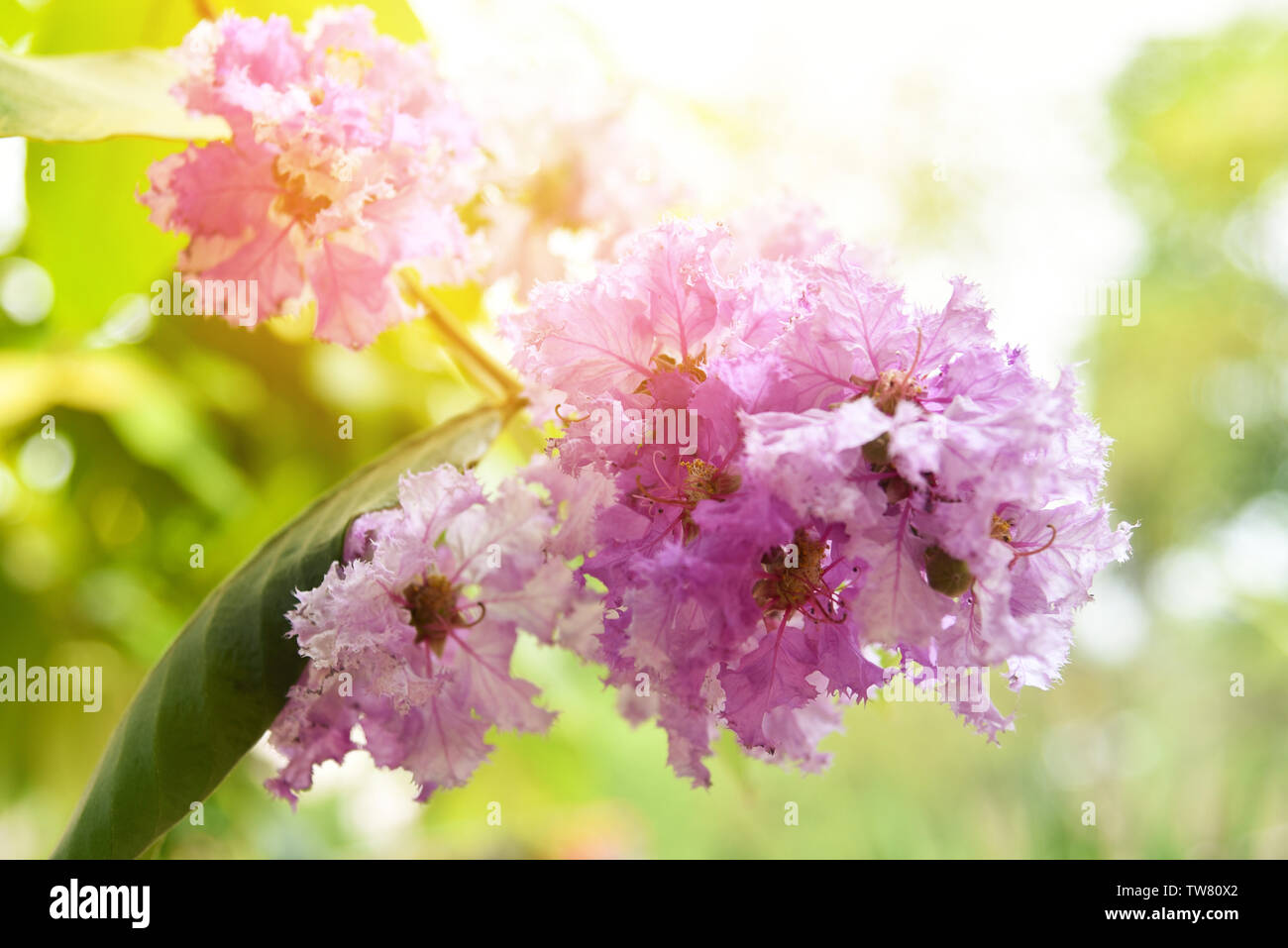 Queen's Flower purple tree or Lagerstroemia loudonii flowers blooming in the garden park / Inthanin flower Stock Photo