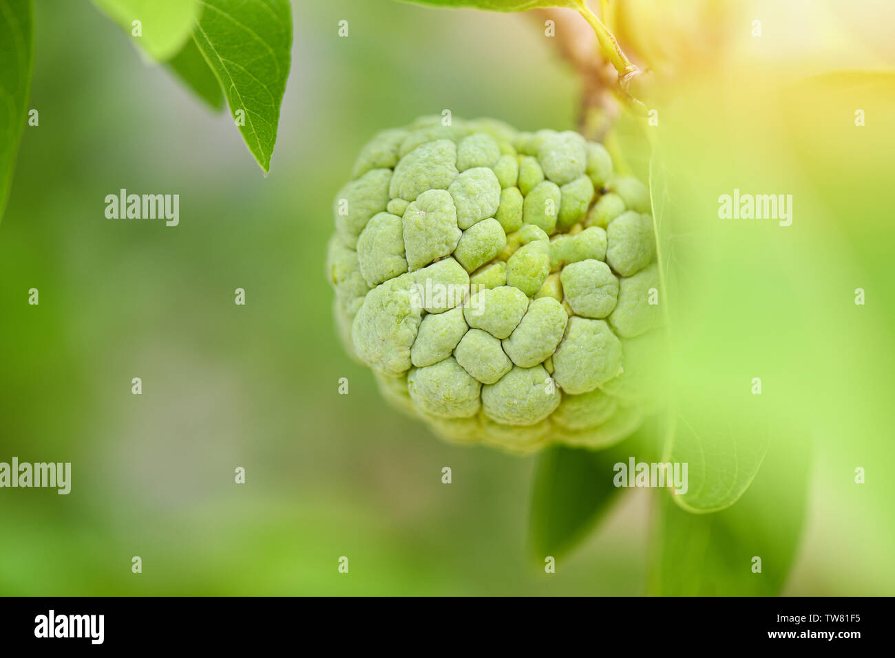 Sugar apple or custard apple on tree in the garden tropical fruit ...