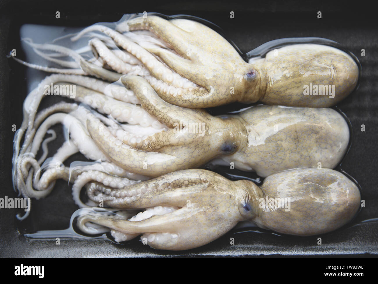 Raw Calamari Rings High Resolution Stock Photography And Images Alamy Raw Calamari Rings High Resolution Stock Photography And Images Alamy