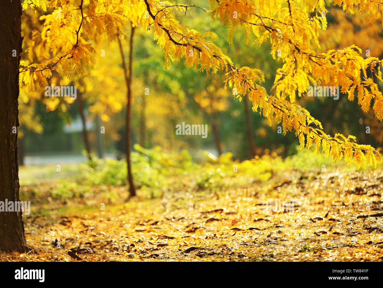 Trees with golden leaves in autumn park Stock Photo - Alamy