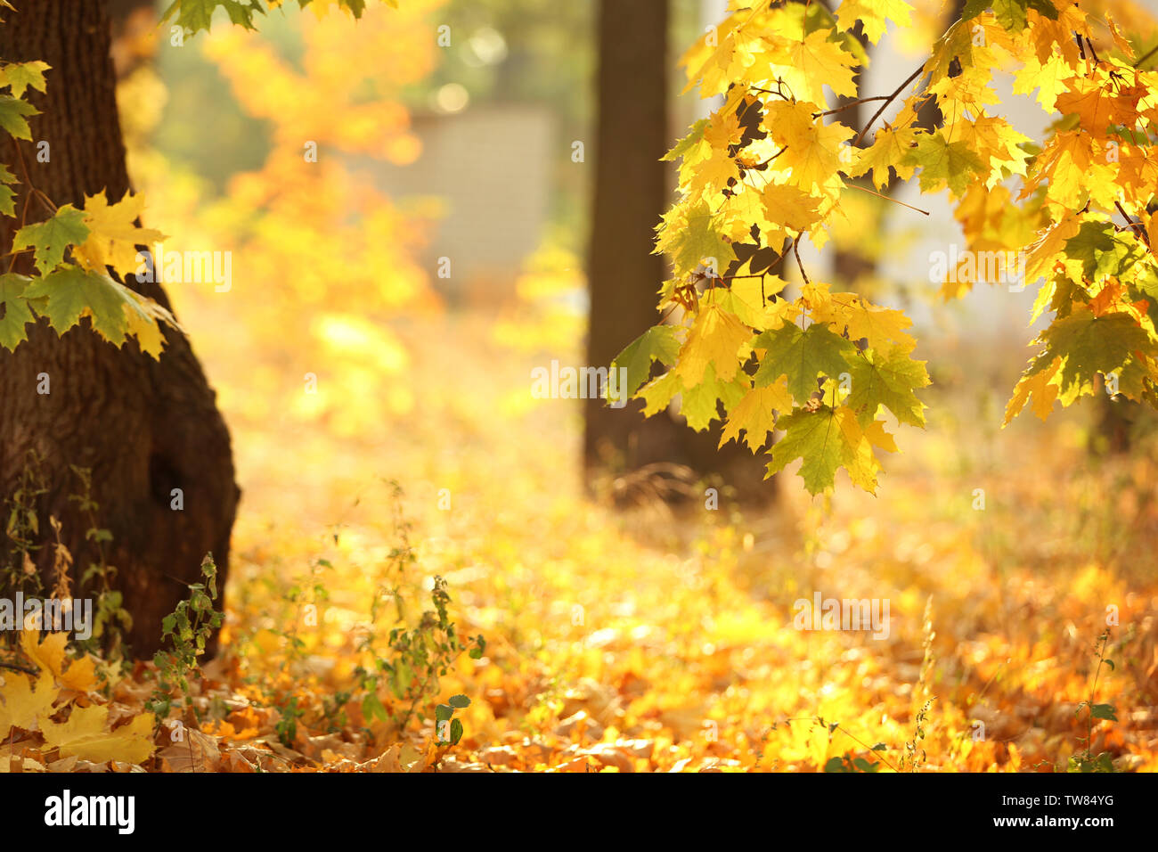 Trees with golden leaves in autumn park Stock Photo - Alamy