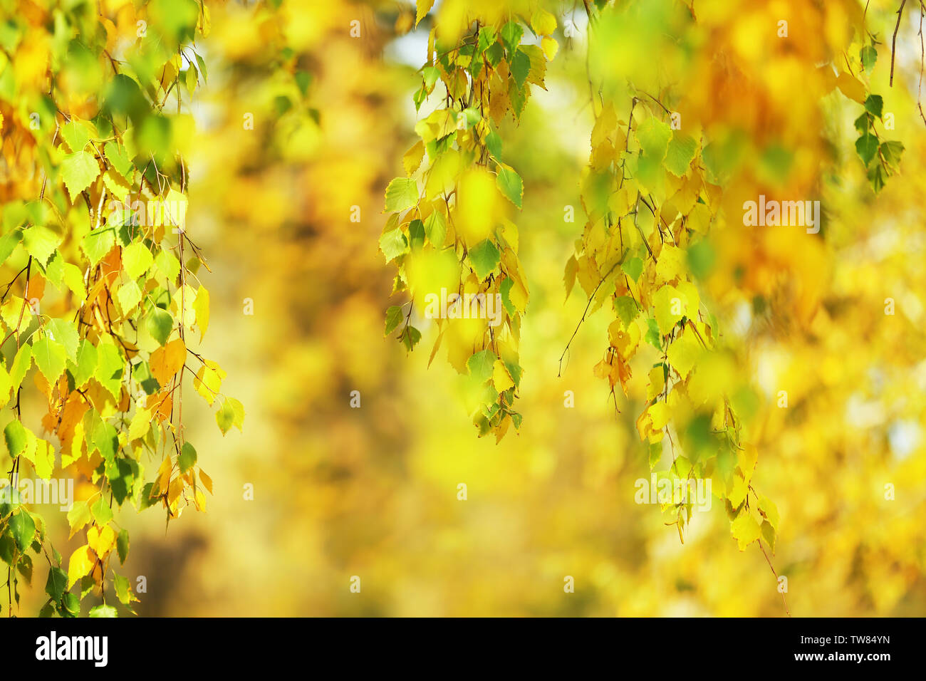 Tree branches with golden leaves in autumn park Stock Photo - Alamy
