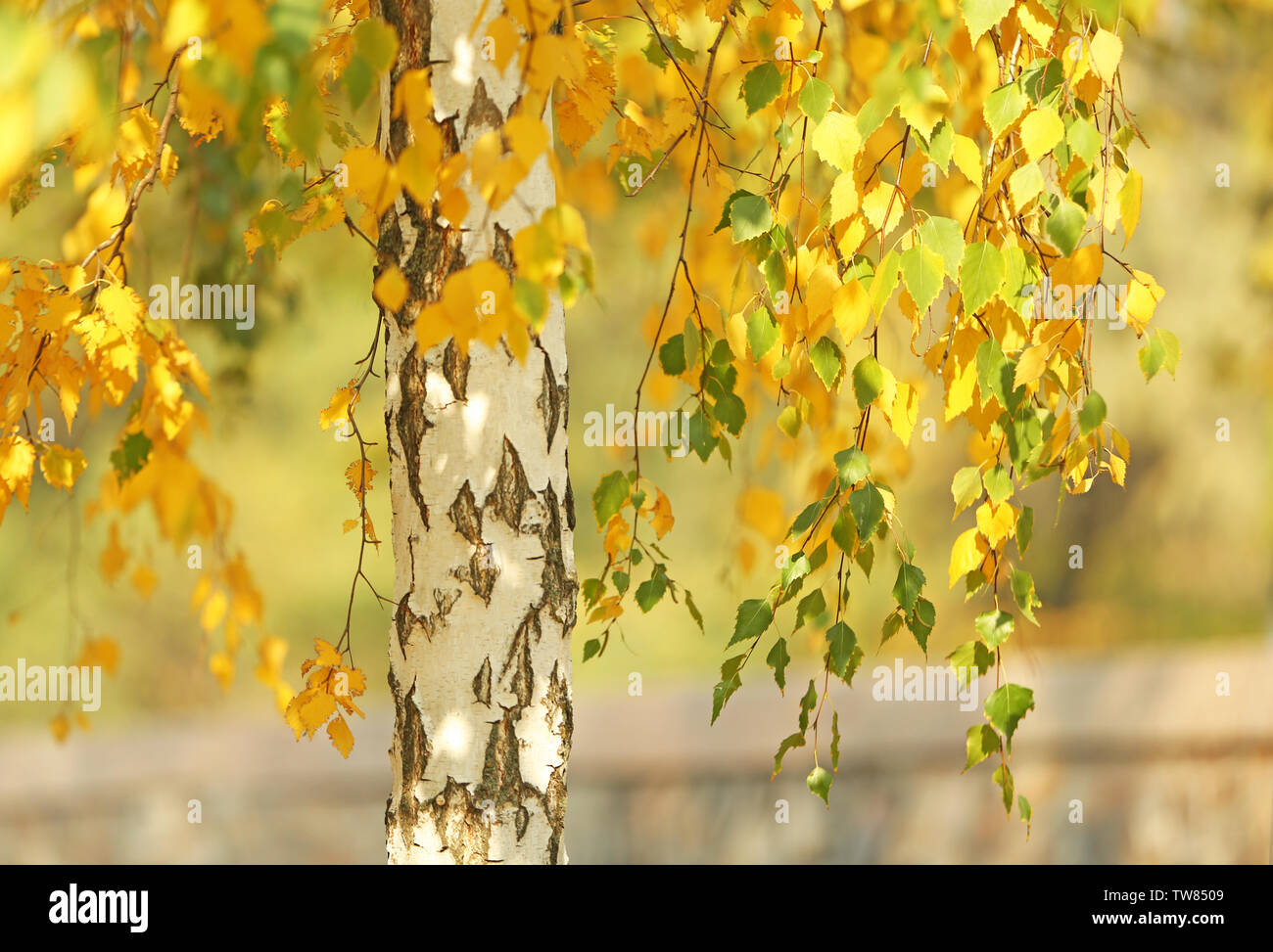 Tree branches with golden leaves in autumn park Stock Photo - Alamy