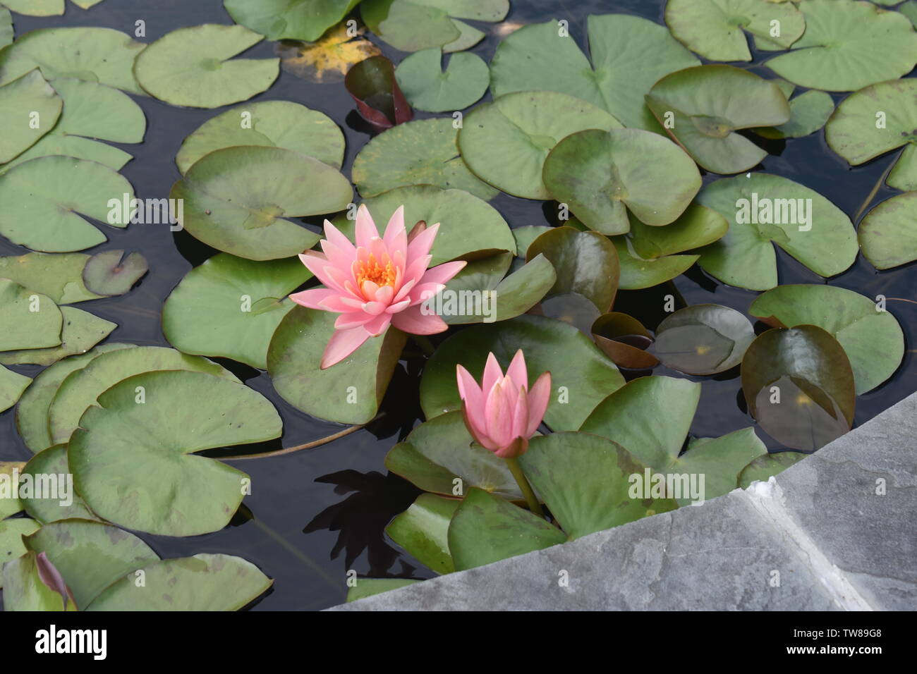 Water Lily Roots Floating Hi Res Stock Photography And Images Alamy