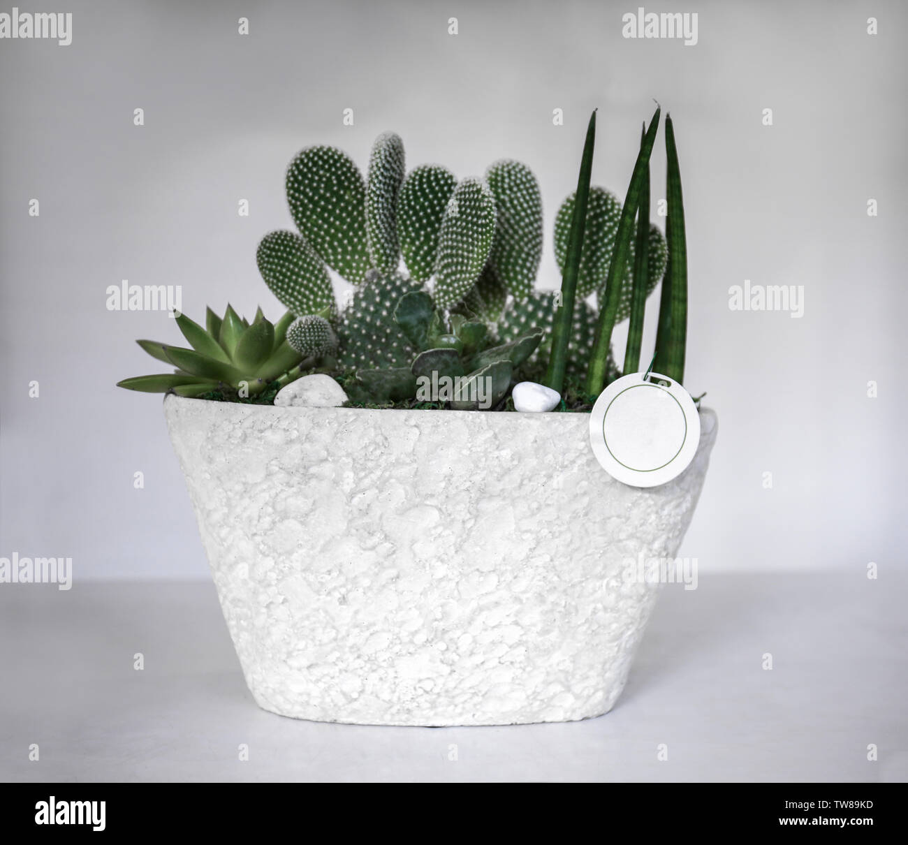 Pot with different succulents on light background Stock Photo