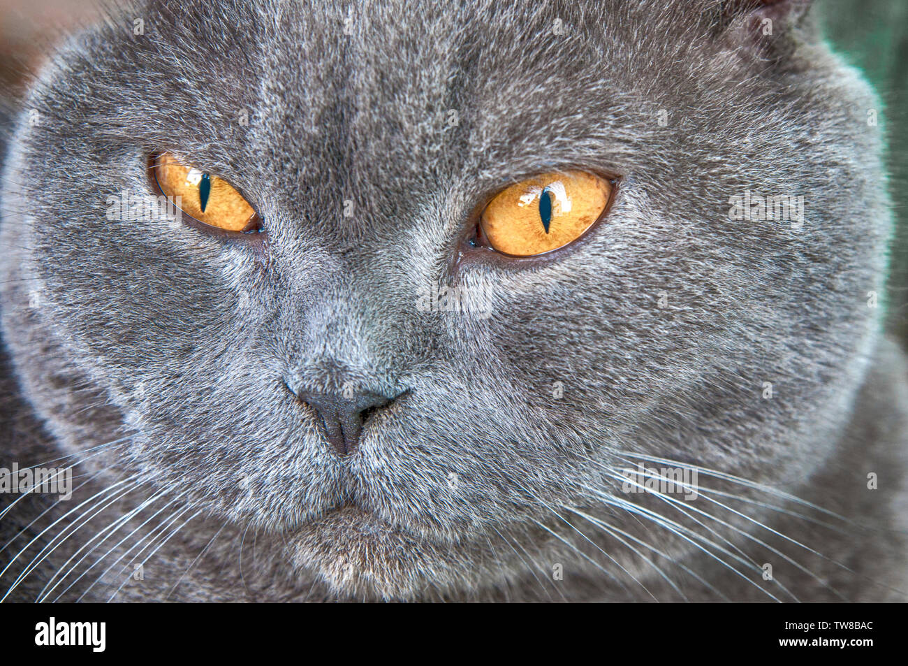 Scottish fold grey cat with yellow eyes Stock Photo