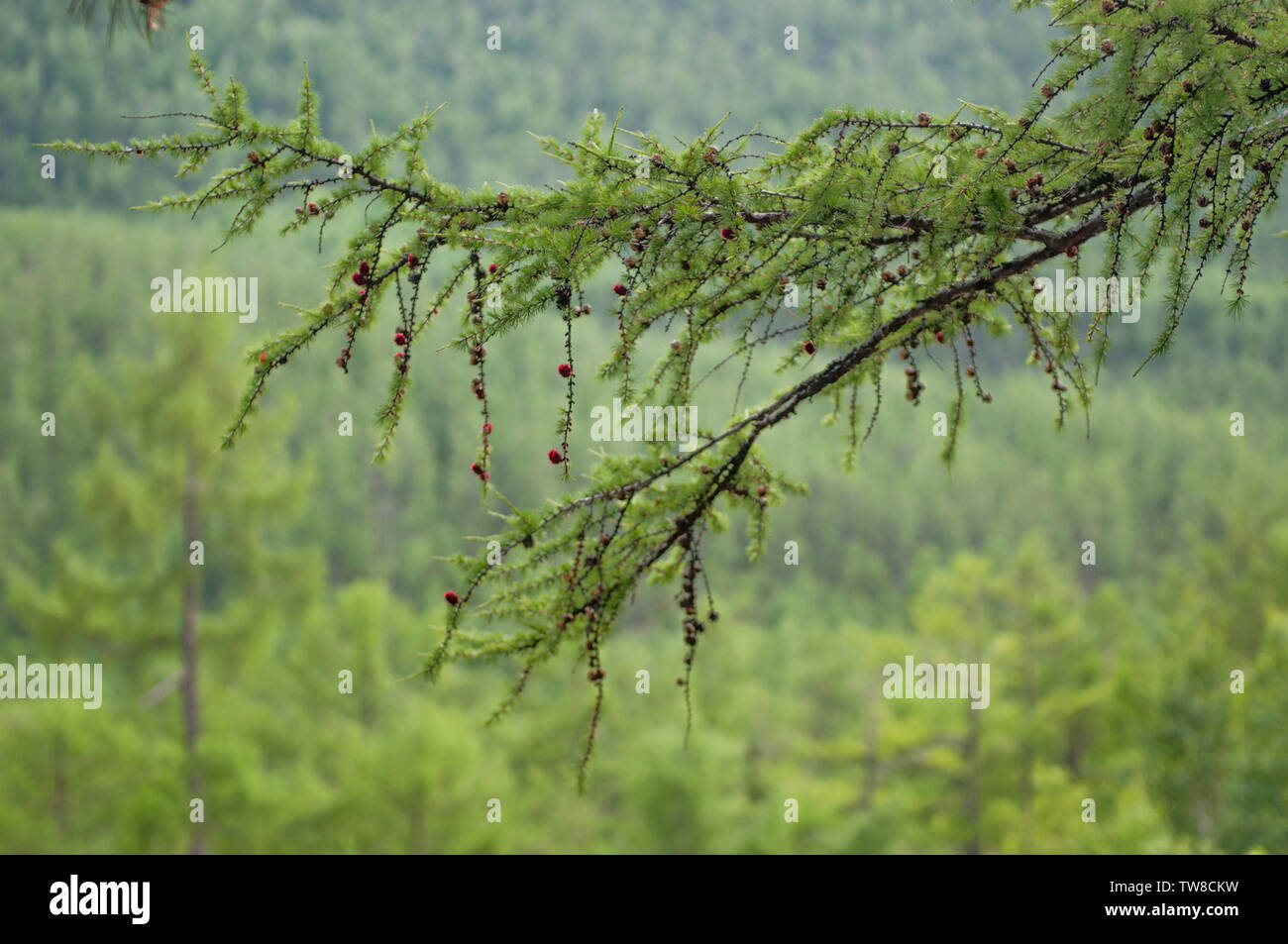 Mountain forest pine branches Stock Photo - Alamy