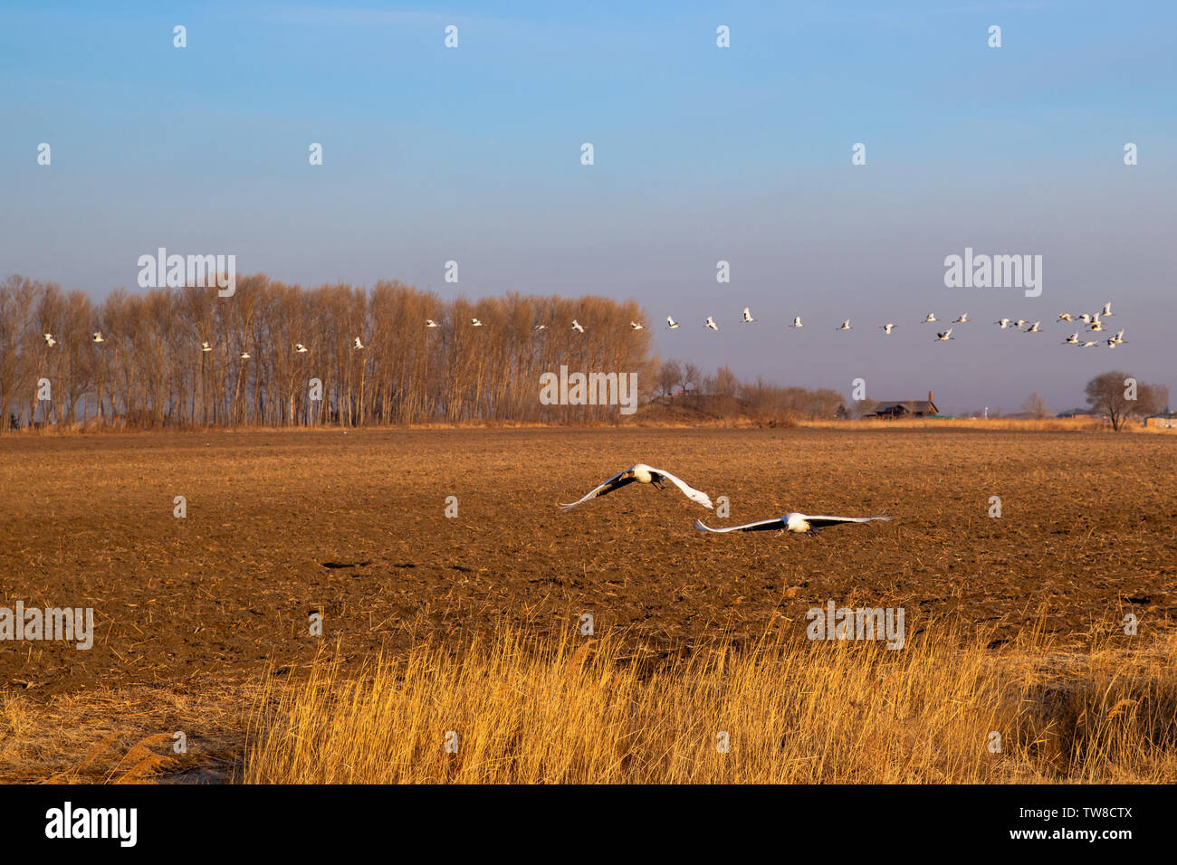 Flying Red Crowned Cranes High Resolution Stock Photography and Images ...