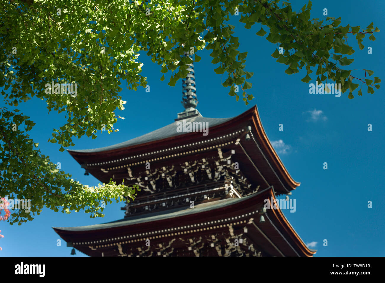 Hida Kokubunji Temple Pagoda under an old Ginkgo tree over blue sky in Takayama city, Gifu prefecture, Japan. Stock Photo