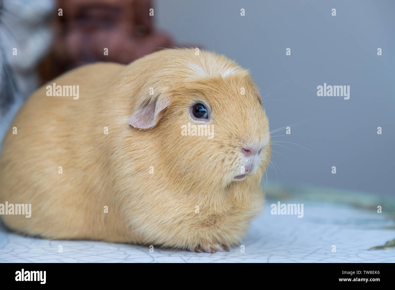 light brown cute Cavia porcellus, Guinea pig sit back and relax on the table lonely. Selective focus. Stock Photo