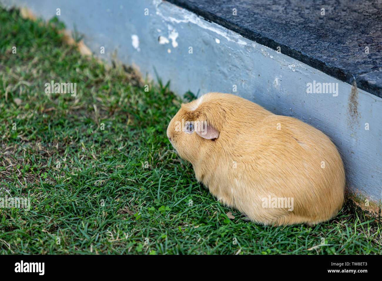 Light brown cute Cavia porcellus, Guinea pig sit back and relax at the corner of the lawn and sidewalk lonely.  Selective focus. Stock Photo