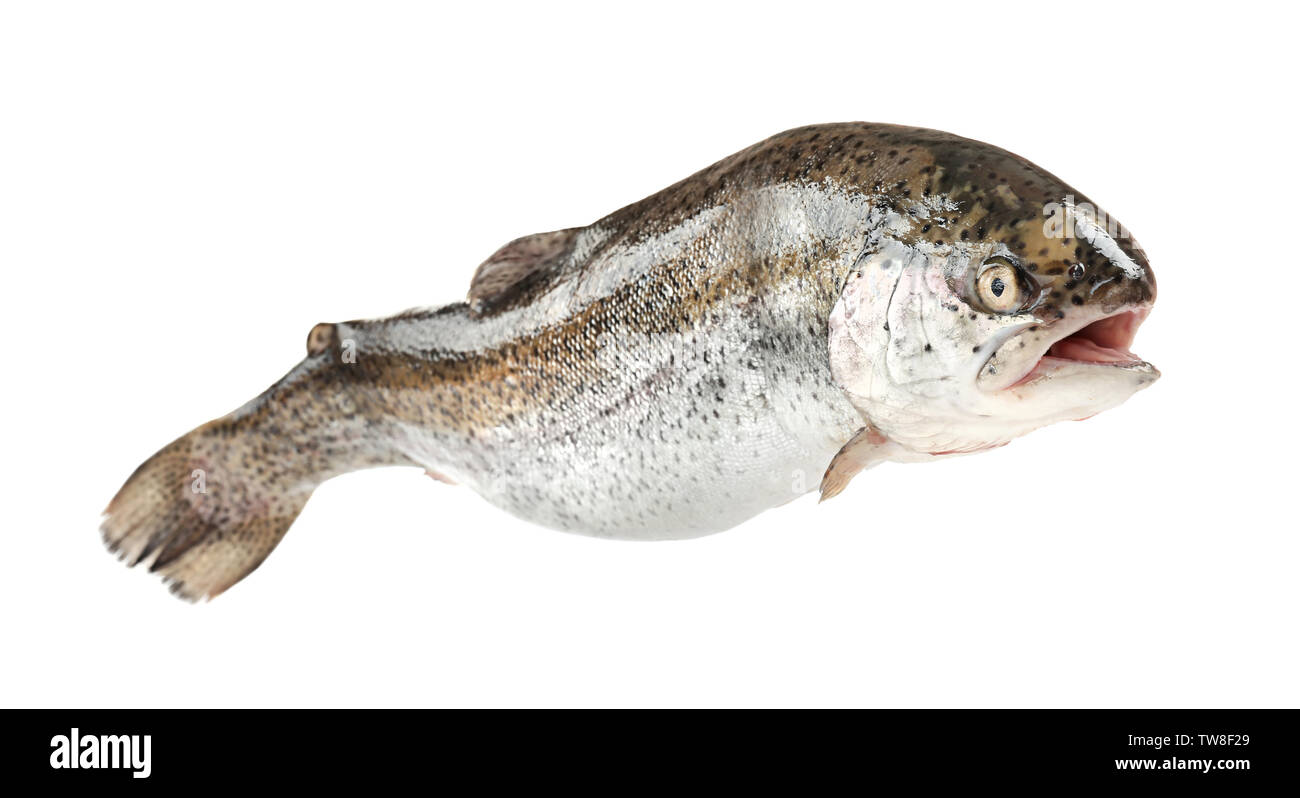 Rainbow trout on white background Stock Photo