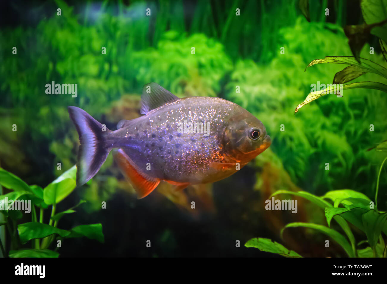 Freshwater piranha fish in aquarium Stock Photo
