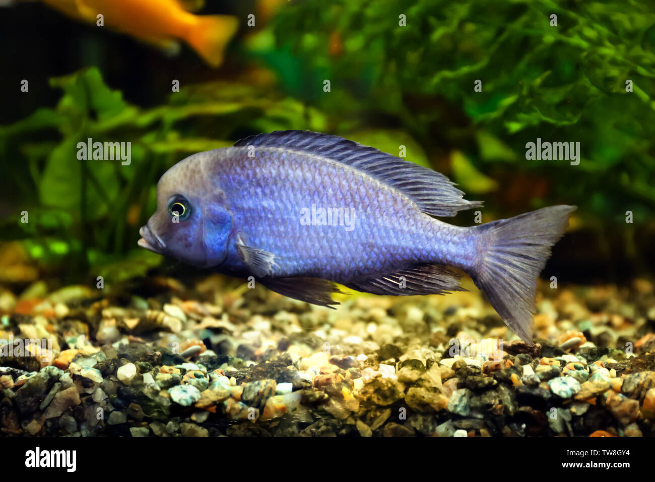 Freshwater fish in aquarium Stock Photo