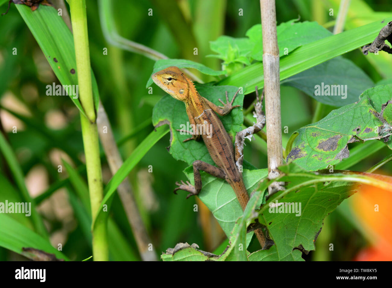 Lizards are a widespread group of squamate reptiles, with over 6,000 species Stock Photo