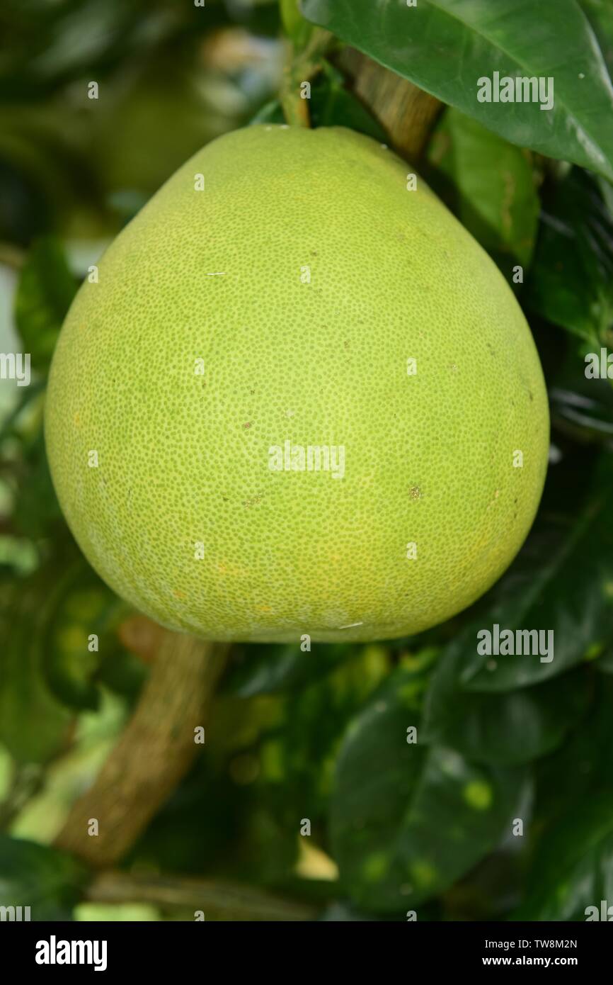 Pomelo picture hires stock photography and images Alamy
