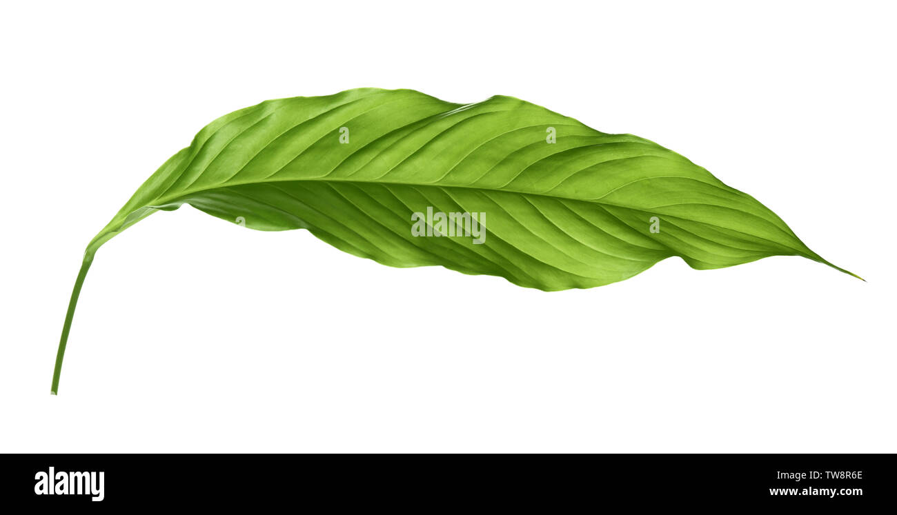 Green Leaf Of Tropical Spathiphyllum Isolated On White Stock Photo Alamy green-leaf-of-tropical-spathiphyllum-isolated-on-white-stock-photo-alamy