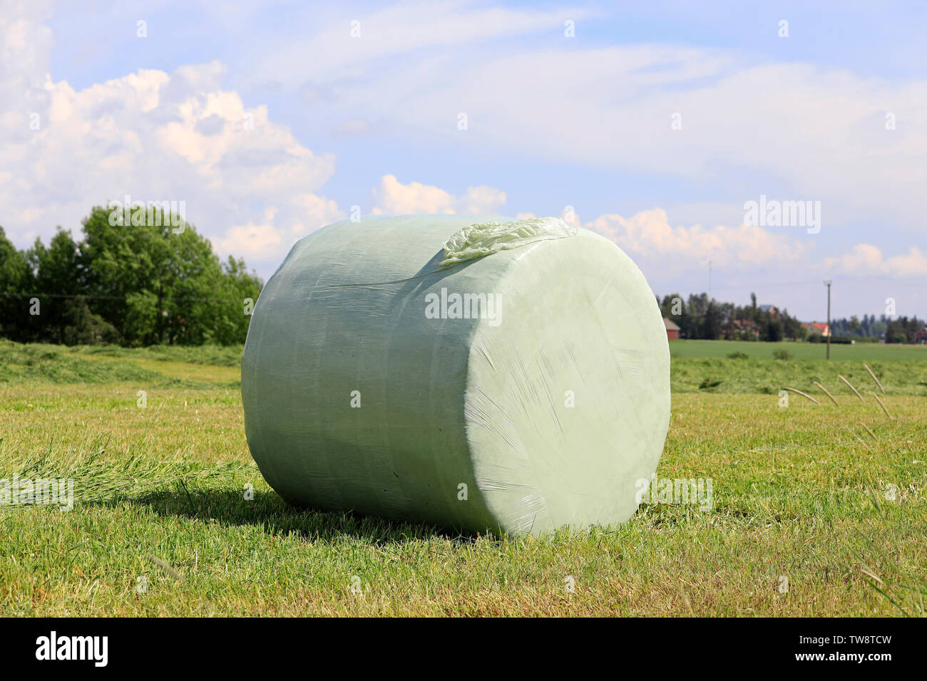 Hay bale wrapped in green plastic in green field on a day of summer with blue sky and white clouds. Stock Photo