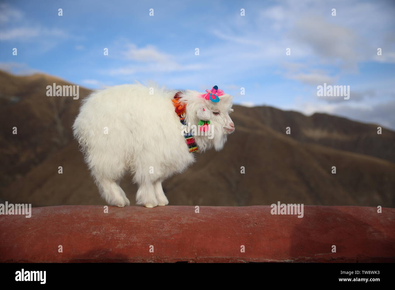 Little Reba Tibetan lambs, cute little animals Stock Photo - Alamy