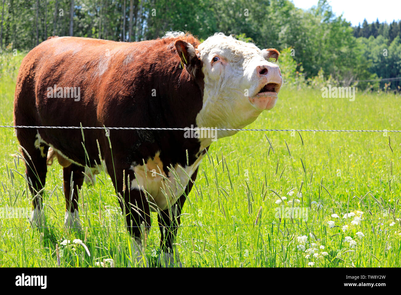 Upset and angry Hereford bull bellowing in his pen on a sunny day of summer. Stock Photo