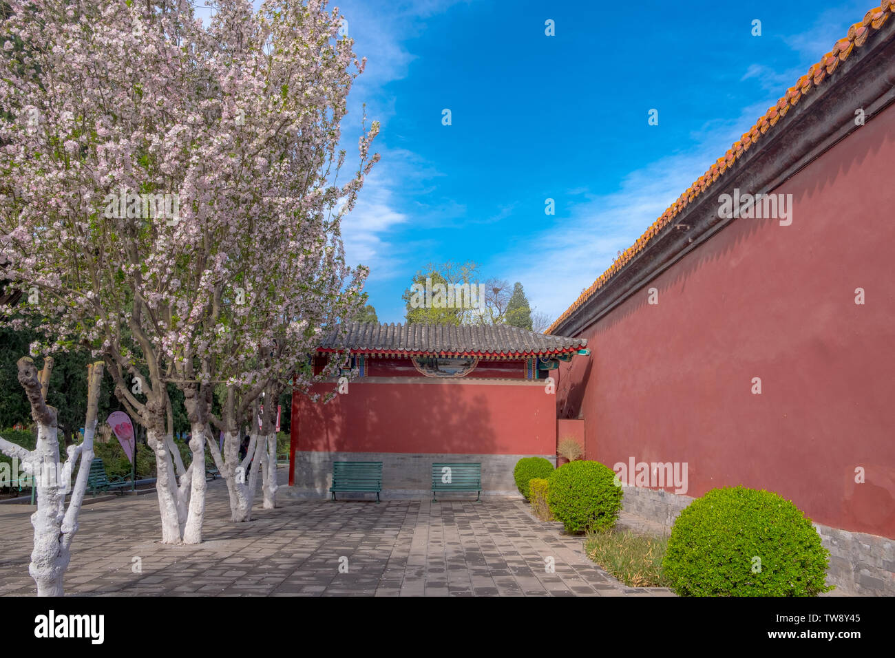 Red walls, yellow tiles and peach blossoms under blue sky and white clouds Stock Photo