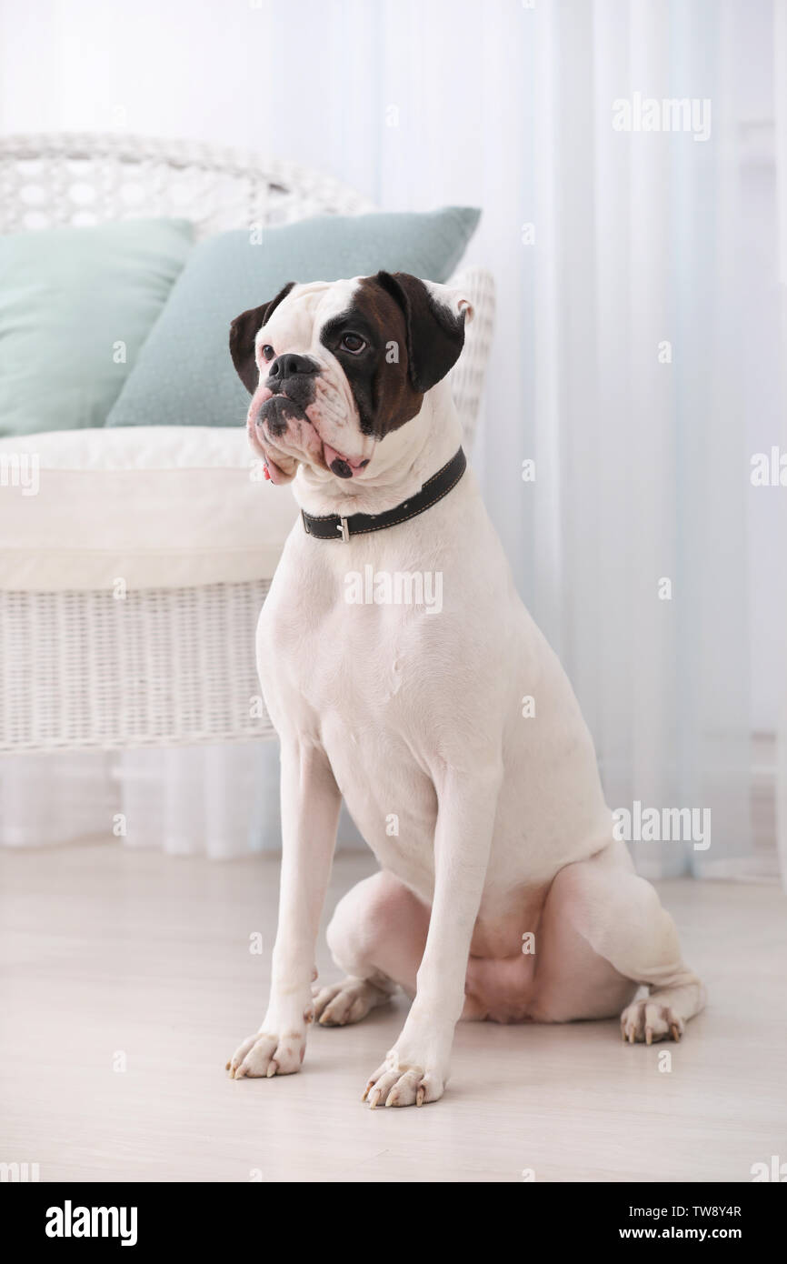 Cute white Boxer dog indoors. Pet adoption Stock Photo - Alamy