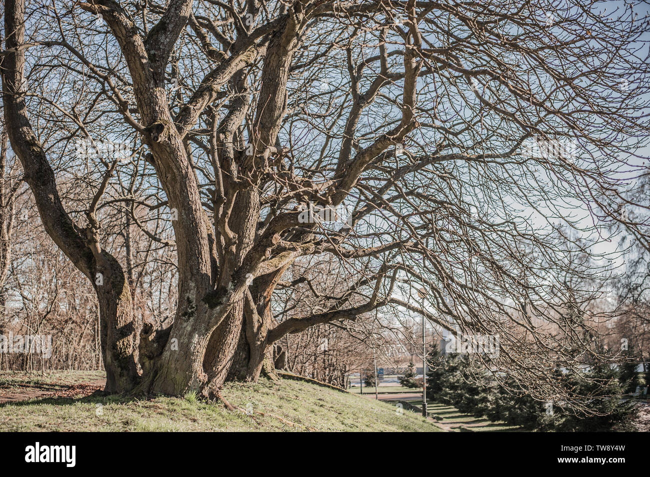 Mystical background. Ancient trees with knobby curving bare branches