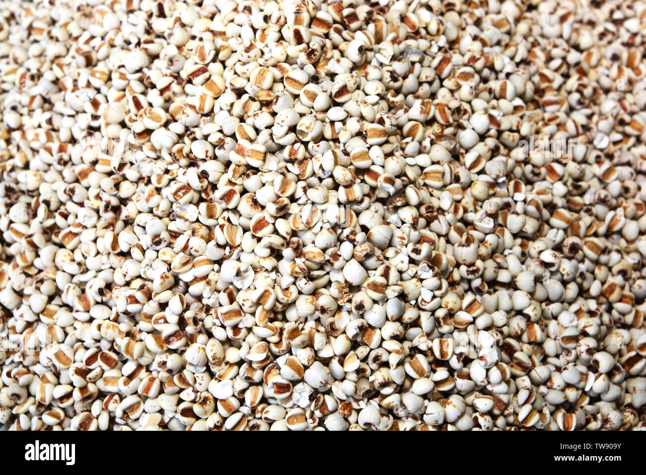 Jobs tears coix lacryma jobi hires stock photography and images Alamy