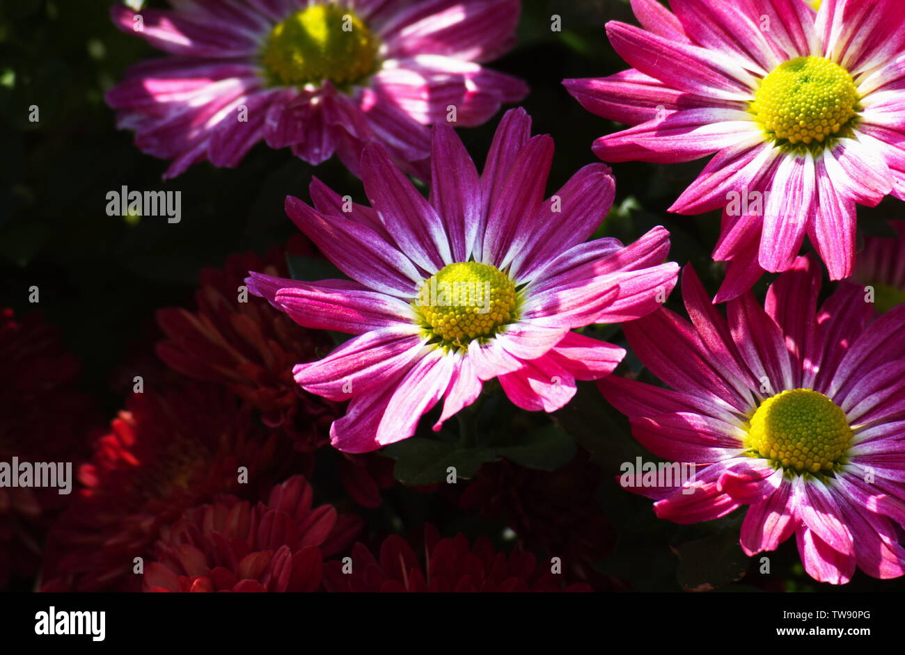 Dutch chrysanthemum hi-res stock photography and images - Alamy