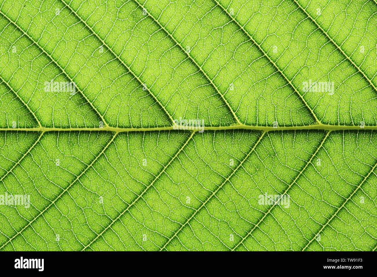 leaf vein abstract natural pattern background. diagonal stem line. green eco environmental and earth conservation concepts. Stock Photo