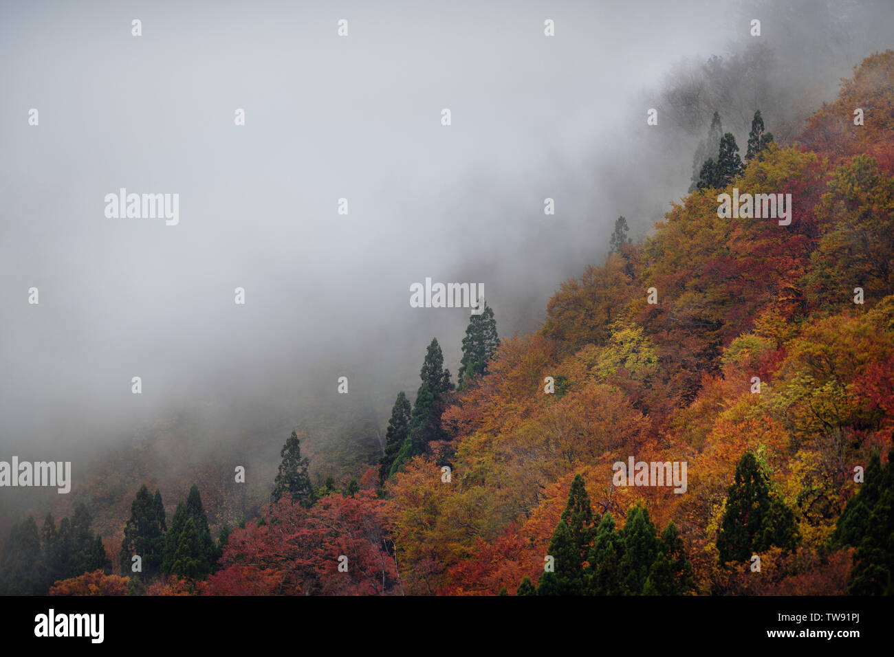 Mountain forest covered in red autumn trees partially hidden by the morning fog, beautiful abstract nature scenery. Ainokura, Toyama, Japan. Stock Photo