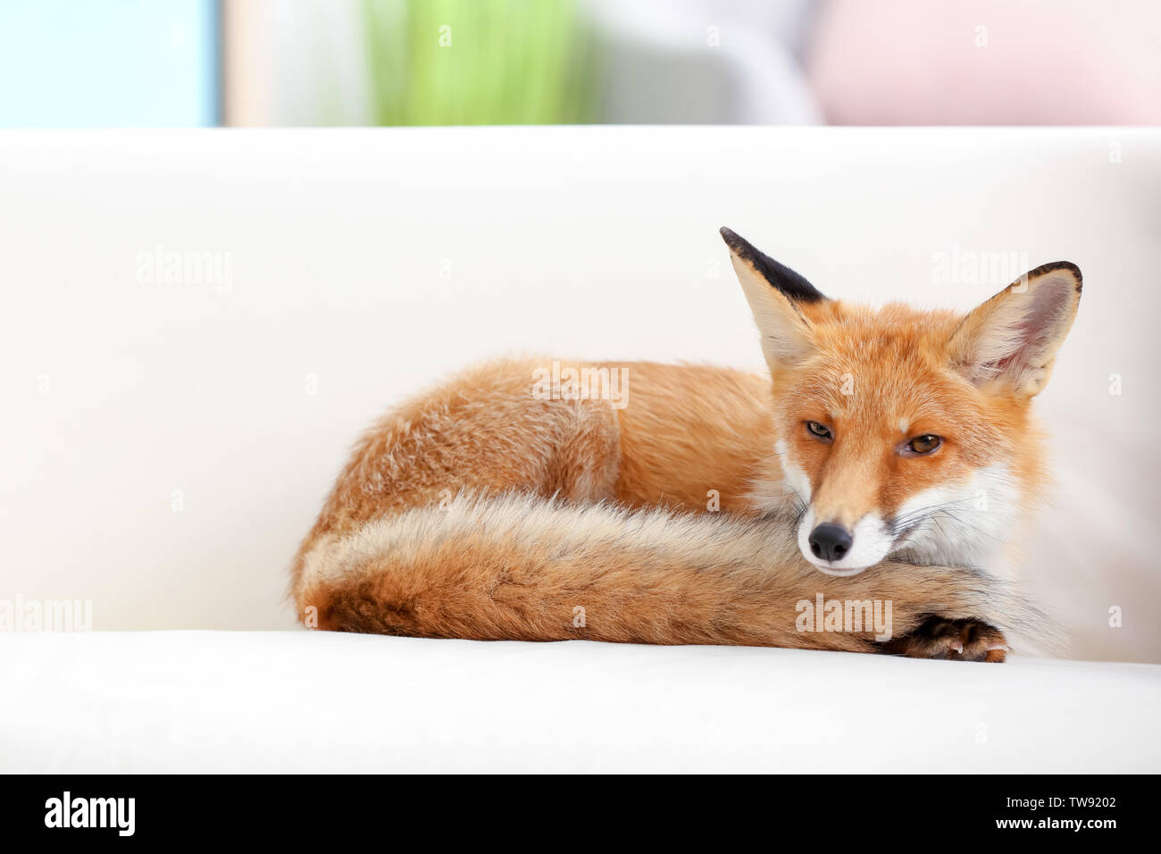 Adorable pet fox on couch indoors Stock Photo - Alamy