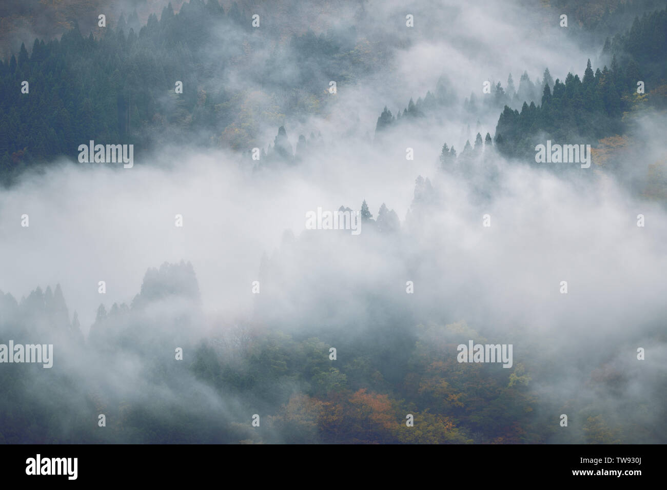 Fog covered mountain forest, beautiful abstract nature scenery. Ainokura, Toyama, Japan. Stock Photo