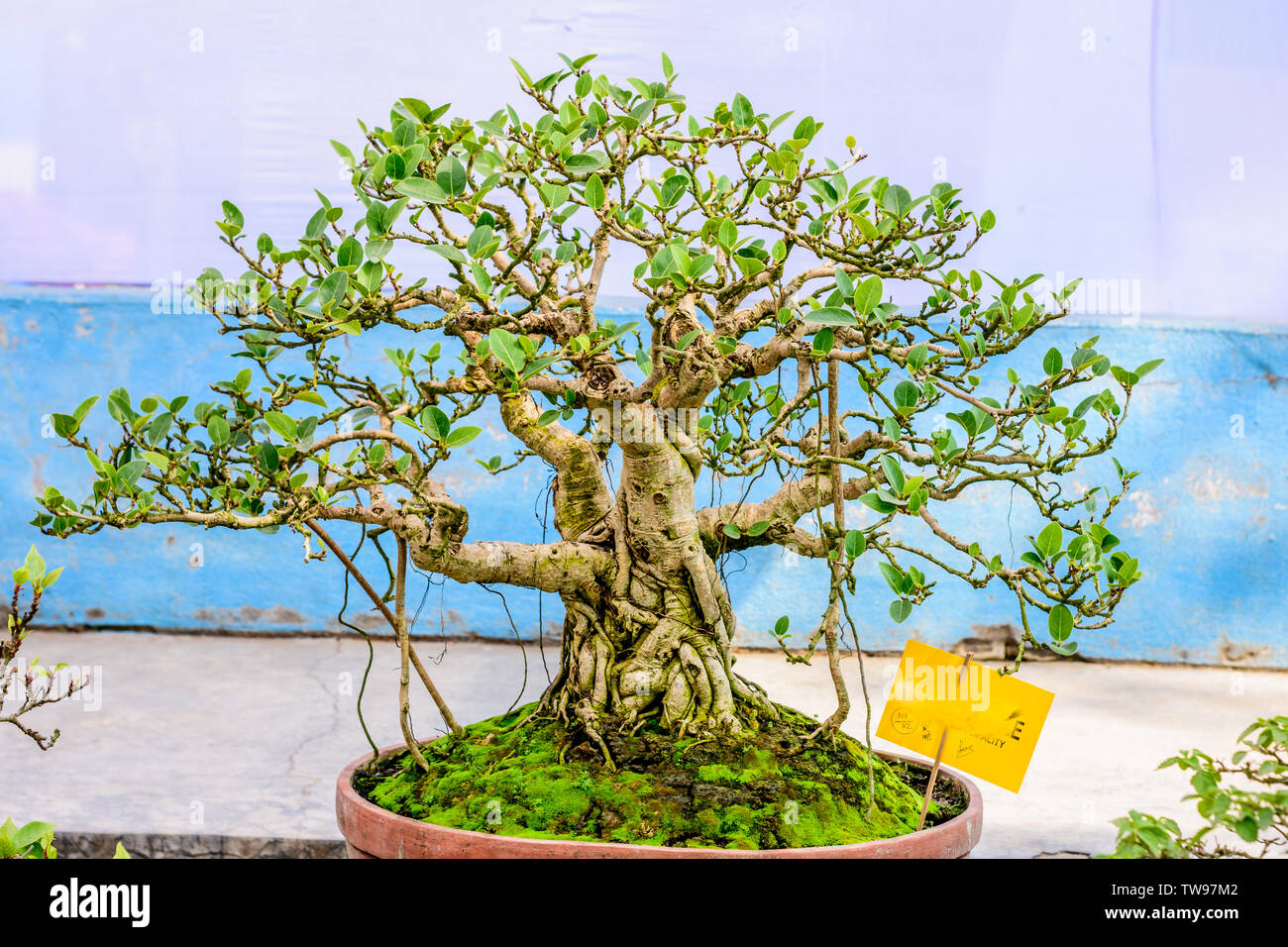 Rubber Tree Plant High Resolution Stock Photography and Images - Alamy Rubber Tree Plant High Resolution Stock Photography and Images - Alamy